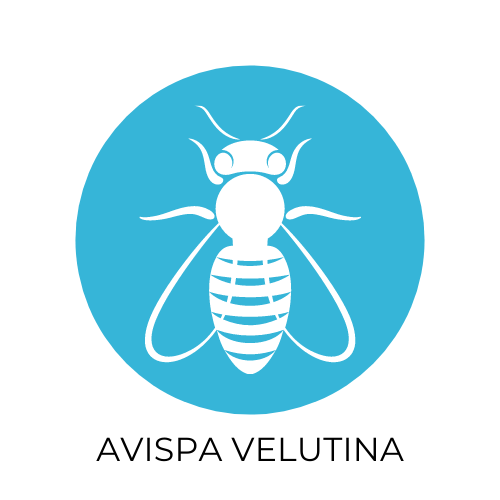 velutina