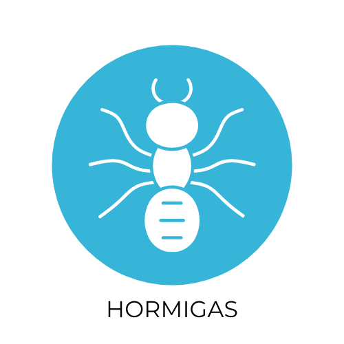 Desinsectación hormigas