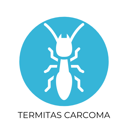 termitas y carcoma Desinsectación