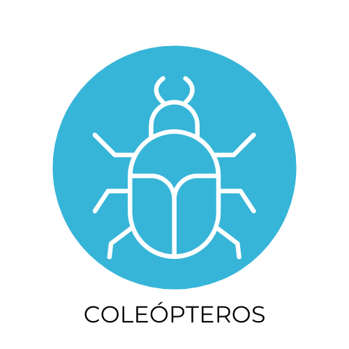 desinsectacion coleópteros