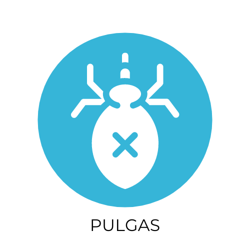 desinsectacion pulgas