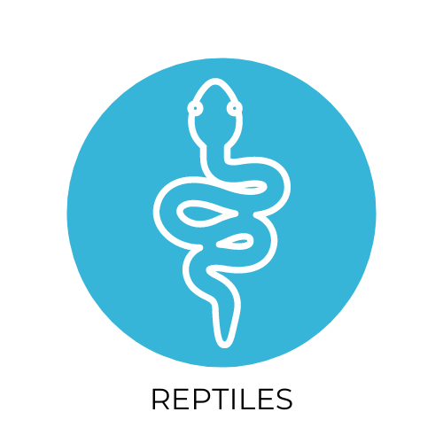desinsectacion reptiles